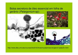 Bolsa secretora de óleo essencial em folha de
  gerânio (Pelargonium sp):




http://www.dbs.umt.edu/courses/biol316/Anatomy/plant/secret/gland1/pelar2n.html
 