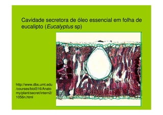 Cavidade secretora de óleo essencial em folha de
   eucalipto (Eucalyptus sp)




http://www.dbs.umt.edu
/courses/biol316/Anato
my/plant/secret/intern2/
1056n.html
 