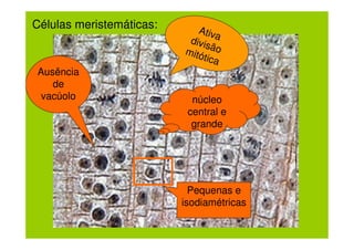Células meristemáticas:      Ativ
                           divis a
                          mitó ão
                              tica
Ausência
   de
 vacúolo                    núcleo
                           central e
                            grande




                            Pequenas e
                          isodiamétricas
 