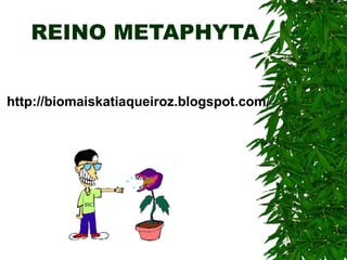 REINO METAPHYTA http://biomaiskatiaqueiroz.blogspot.com / 