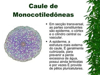 Caule de Monocotiledôneas Em secção transversal, as partes constituintes são epiderme, o córtex e o cilindro central ou vascular. A epiderme, a estrutura mais externa do caule, é geralmente cutinizada, para prevenir a perda excessiva de água, possui ainda lenticelas e por vezes é provida de pêlos pluricelulares.  