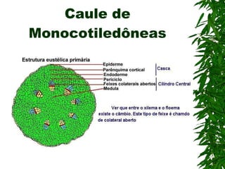 Caule de Monocotiledôneas 