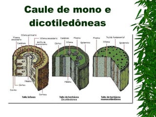 Caule de mono e dicotiledôneas 
