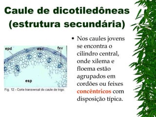 Caule de dicotiledôneas (estrutura secundária) Nos caules jovens se encontra o cilindro central, onde xilema e floema estão agrupados em cordões ou feixes  concêntricos  com disposição típica. 