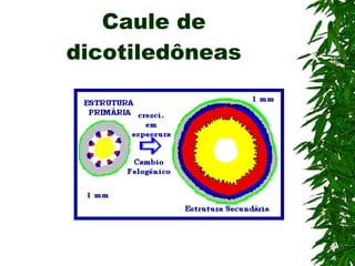 Caule de dicotiledôneas 