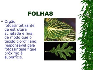 FOLHAS Orgão fotossintetizante de estrutura achatada e fina, de modo que o tecido clorofiliano, responsável pela fotossíntese fique próximo à superfície.  