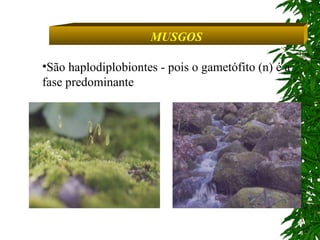 MUSGOS São haplodiplobiontes - pois o gametófito (n) é a fase predominante  