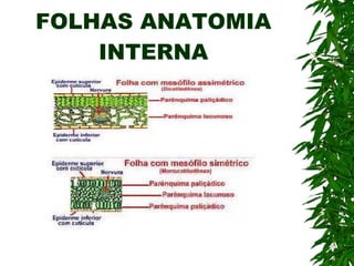 FOLHAS ANATOMIA INTERNA 