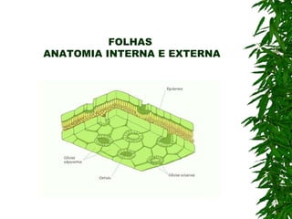 FOLHAS ANATOMIA INTERNA E EXTERNA 