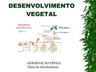 DESENVOLVIMENTO VEGETAL GERMINAÇÃO EPÍGEA Típica de dicotiledôneas 