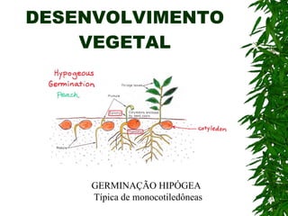 DESENVOLVIMENTO VEGETAL GERMINAÇÃO HIPÓGEA Típica de monocotiledôneas 