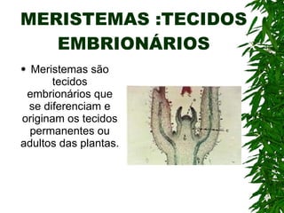 MERISTEMAS :TECIDOS EMBRIONÁRIOS Meristemas são tecidos embrionários que se diferenciam e originam os tecidos permanentes ou adultos das plantas. 