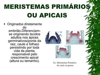 MERISTEMAS PRIMÁRIOS OU APICAIS Originados diretamente do embrião.Diferenciam-se originando tecidos adultos nos ápices germinativos(ponta da raiz, caule e folhas) persistindo por toda vida da planta, responsável pelo crescimento apical (altura ou tamanho). Ex. Meristemas Primários do caule ou gemas 
