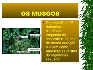 OS MUSGOS O gametófito n é duradouro e clorofilado enquanto os esporófitos 2n são de menor duração e vivem como parasitas as custas do organismo sexuado . ESPORÓFITOS GAMETÓFITOS 
