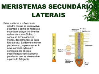 MERISTEMAS SECUNDÁRIOS LATERAIS  Entre o xilema e o floema do cilindro central se desenvolve o câmbio e como as raízes se espessam graças às divisões radiais de suas células, o córtex se torna cada vez menor, descamando-se para fora da raiz. Epiderme e córtex perdem-se completamente. A nova camada externa é composta por células suberificadas constituindo a periderme que se desenvolve a partir do felogênio. 