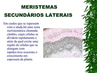 MERISTEMAS SECUNDÁRIOS LATERAIS   Em caules que se espessam com a idade,há uma zona meristemática chamada câmbio, cujas células se dividem rapidamente e atrás da qual existe uma região de células que se alongam com rapidez.Isso ocasiona o crescimento em espessura da planta. 