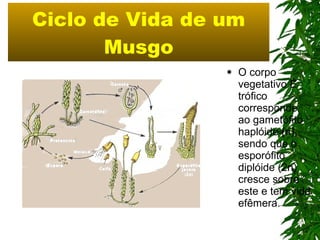 Ciclo de Vida de um Musgo O corpo vegetativo é trófico corresponde ao gametófito haplóide (n), sendo que o esporófito diplóide (2n) cresce sobre este e tem vida efêmera.  