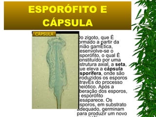 ESPORÓFITO E CÁPSULA Do zigoto, que é formado a partir da união gamética, desenvolve-se o esporófito, o qual é constituído por uma estrutura axial, a  seta , que eleva a  cápsula esporífera , onde são produzidos os esporos através do processo meiótico. Após a liberação dos esporos, o esporófito desaparece. Os esporos, em substrato adequado, germinam para produzir um novo gametófito.   CÁPSULA 