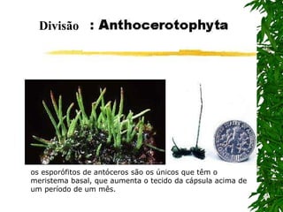 Divisão os esporófitos de antóceros são os únicos que têm o meristema basal, que aumenta o tecido da cápsula acima de um período de um mês.  