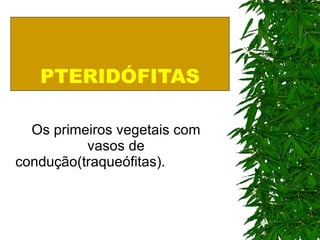 PTERIDÓFITAS Os primeiros vegetais com vasos de condução(traqueófitas).  