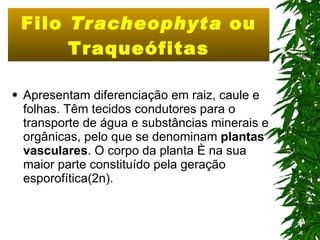 Filo  Tracheophyta  ou Traqueófitas Apresentam diferenciação em raiz, caule e folhas. Têm tecidos condutores para o transporte de água e substâncias minerais e orgânicas, pelo que se denominam  plantas vasculares . O corpo da planta é na sua maior parte constituído pela geração esporofítica(2n). 