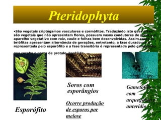 Pteridophyta São vegetais criptógamos vasculares e cormófitos. Traduzindo isto quer dizer: são vegetais que não apresentam flores, possuem vasos condutores de seiva e o aparelho vegetativo com raiz, caule e folhas bem desenvolvidas. Assim como as briófitas apresentam alternância de gerações, entretanto, a fase duradoura é representada pelo esporófito e a fase transitória é representada pelo gametófito que recebe o nome de protalo, haplóide.   Esporófito Soros com esporângios Gametófito com arquegônio e anterídio Ocorre produção de esporos por meiose 