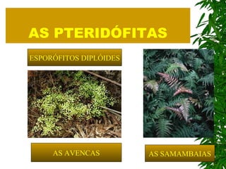 AS PTERIDÓFITAS AS AVENCAS AS SAMAMBAIAS ESPORÓFITOS DIPLÓIDES 