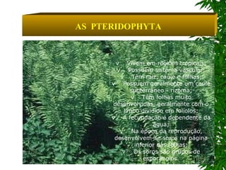 AS  PTERIDOPHYTA v    Vivem em regiões tropicais; v    Possuem sistema vascular; v    Têm raiz, caule e folhas; v    Possuem geralmente um caule subterrâneo - rizoma; v    Têm folhas muito desenvolvidas, geralmente com o limbo dividido em folíolos; v    A fecundação é dependente da água; v    Na época da reprodução, desenvolvem-se soros na página inferior das folhas; v    Os soros são grupos de esporângios. 
