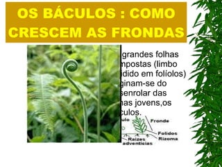 OS BÁCULOS : COMO CRESCEM AS FRONDAS As grandes folhas compostas (limbo dividido em folíolos) originam-se do desenrolar das folhas jovens,os báculos. 