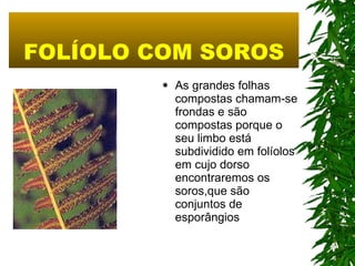FOLÍOLO COM SOROS As grandes folhas compostas chamam-se frondas e são compostas porque o seu limbo está subdividido em folíolos em cujo dorso encontraremos os soros,que são conjuntos de esporângios  