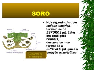 SORO Nos  esporângios , por  meiose espórica , formam-se os  ESPOROS (n).  Estes, em condições normais, desenvolvem-se formando o   PROTALO (n) , que é a  geração gametofítica .   Conjuntos de esporângios 
