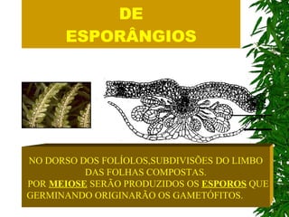 OS SOROS: CONJUNTO DE ESPORÂNGIOS NO DORSO DOS FOLÍOLOS,SUBDIVISÕES DO LIMBO DAS FOLHAS COMPOSTAS. POR  MEIOSE  SERÃO PRODUZIDOS OS  ESPOROS  QUE GERMINANDO ORIGINARÃO OS GAMETÓFITOS.   