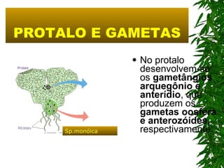 PROTALO E GAMETAS No protalo desenvolvem-se os  gametângios arquegônio e anterídio , que produzem os  gametas oosfera e anterozóides,  respectivamente.   Sp.monóica 