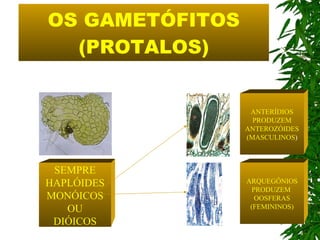 OS GAMETÓFITOS (PROTALOS) ANTERÍDIOS PRODUZEM ANTEROZÓIDES (MASCULINOS ) ARQUEGÔNIOS PRODUZEM  OOSFERAS (FEMININOS) SEMPRE HAPLÓIDES MONÓICOS OU DIÓICOS 