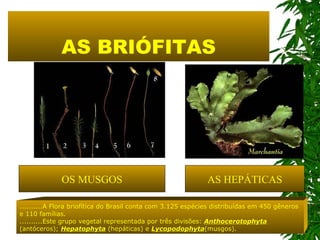 AS BRIÓFITAS OS   MUSGOS AS HEPÁTICAS ..........A Flora briofítica do Brasil conta com 3.125 espécies distribuídas em 450 gêneros e 110 famílias.  ..........Este grupo vegetal representada por três divisões:  Anthocerotophyta  (antóceros);  Hepatophyta  (hepáticas) e  Lycopodophyta (musgos). 