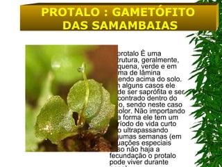 O protalo é uma estrutura, geralmente, pequena, verde e em forma de lâmina vivendo acima do solo. Em alguns casos ele pode ser saprófita e ser encontrado dentro do solo, sendo neste caso incolor. Não importando sua forma ele tem um período de vida curto não ultrapassando algumas semanas (em situações especiais caso não haja a fecundação o protalo pode viver durante anos).   PROTALO : GAMETÓFITO DAS SAMAMBAIAS 