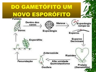 DO GAMETÓFITO UM NOVO ESPORÓFITO 