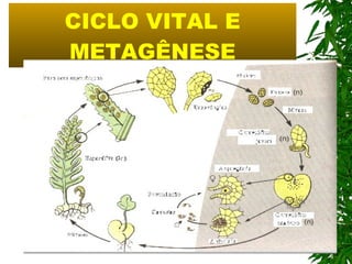 CICLO VITAL E METAGÊNESE 