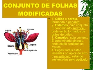 A  FLOR  , UM CONJUNTO DE FOLHAS MODIFICADAS 1.  Cálice  e  corola , formando o  perianto ; 2.  Estames , cujo conjunto é denominado  androceu , onde serão formados os grãos de pólen. 3.  Carpelos , cujo conjunto é denominado  gineceu , onde estão contidos os óvulos. 4. Peças florais estão inseridas no ápice do eixo, o  receptáculo , estando sustentadas pelo  pedicelo . 
