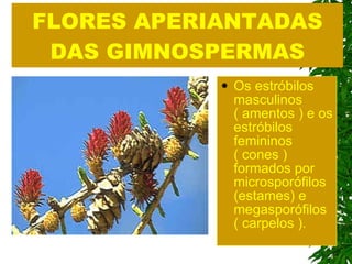 FLORES APERIANTADAS DAS GIMNOSPERMAS Os estróbilos masculinos ( amentos ) e os estróbilos femininos ( cones ) formados por microsporófilos (estames) e megasporófilos ( carpelos ). 