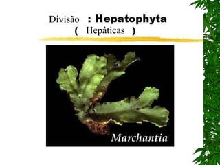 Divisão Hepáticas 