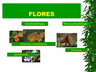 FLORES Dicotiledôneas Monocotiledôneas Dímeras e tetrâmeras pentâmeras trímeras 
