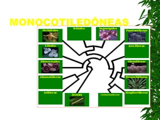 MONOCOTILEDÔNEAS 