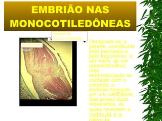 EMBRIÃO NAS MONOCOTILEDÔNEAS Destacam-se: a parede, constituída pelo pericarpo e pelo tegumento; o albúmem, de cor amarela(milho), mas esbranquiçada no contacto com o embrião; o embrião formado por um cotilédone, que possui duas expansões, as quais revestem a  radícula e a gêmula.   EMBRIÃO DE MONOCOTILEDÔNEA COTILÉDONE 
