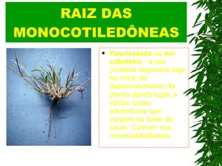 RAIZ DAS MONOCOTILEDÔNEAS Fasciculada  ou  em cabeleira  - a raiz primária degenera logo no início do desenvolvimento da planta dando lugar a várias raízes adventícias que surgem da base do caule. Comum nas monocotiledôneas.   
