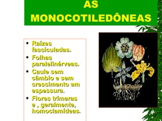 AS MONOCOTILEDÔNEAS Raízes fasciculadas. Folhas paralelinérveas. Caule sem câmbio e sem crescimento em espessura. Flores trímeras e , geralmente, homoclamídeas . 
