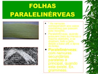 FOLHAS PARALELINÉRVEAS * As nervuras correspondem aos vasos condutores que passam pelo mesófilo.. Paralelinérveas, quando possuem mais ou menos o mesmo diâmetro, e se dispõem, lado a lado, desde a base até o ápice do limbo.  Paralelinérveas : com nervuras secundárias paralelas à principal, quando esta existe. Ex. gramíneas.   