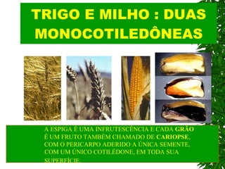 TRIGO E MILHO : DUAS MONOCOTILEDÔNEAS A ESPIGA É UMA INFRUTESCÊNCIA E CADA  GRÃO É UM FRUTO TAMBÉM CHAMADO DE  CARIOPSE ,  COM O PERICARPO ADERIDO A ÚNICA SEMENTE, COM UM ÚNICO COTILÉDONE, EM TODA SUA  SUPERFÍCIE.   