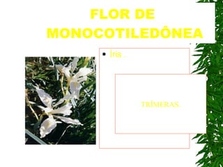 FLOR DE  MONOCOTILEDÔNEA Íris   . TRÍMERAS. 