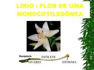 LÍRIO : FLOR DE UMA MONOCOTILEDÔNEA ESTIGMA ESTILETE OVÁRIO 